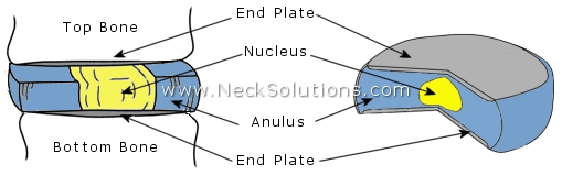 Normal Disc Features