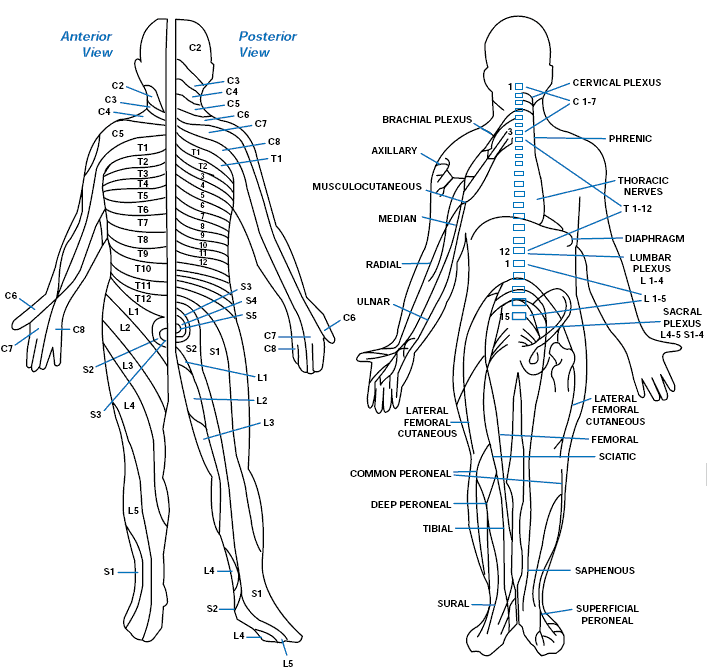 dermatomes and peripheral nerves for tens unit electrode placement