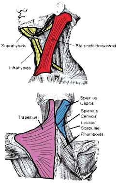 Whiplash What Causes Pain How To Find Relief