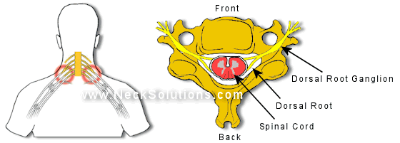 Dorsal Root Ganglion & Dorsal Root