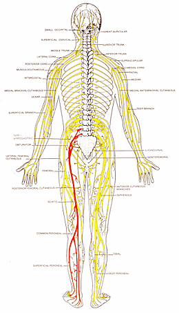 What is the sciatic nerve?