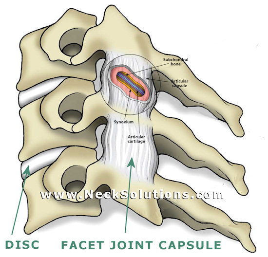 facet joint capsular ligaments of the cervical spine